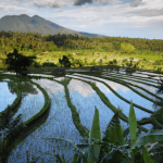 How to Buy Vacant Land for Sale in Bali Update 2021